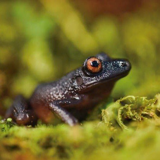 Thriving Planet | Scientists Have FOUND 20 NEW ANIMAL SPECIES In The Andes!